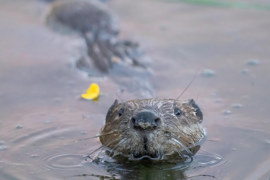 Trentham Beaver